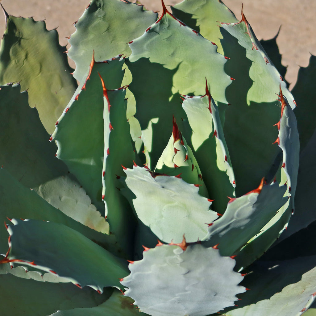 Agave guadalajarana