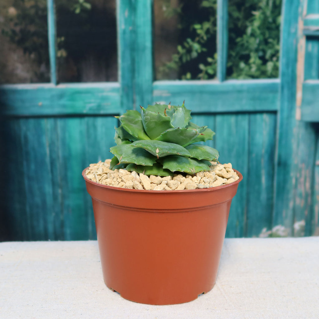 Agave isthmensis - Dwarf Butterfly Agave
