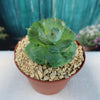 Agave isthmensis - Dwarf Butterfly Agave