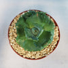 Agave isthmensis - Dwarf Butterfly Agave