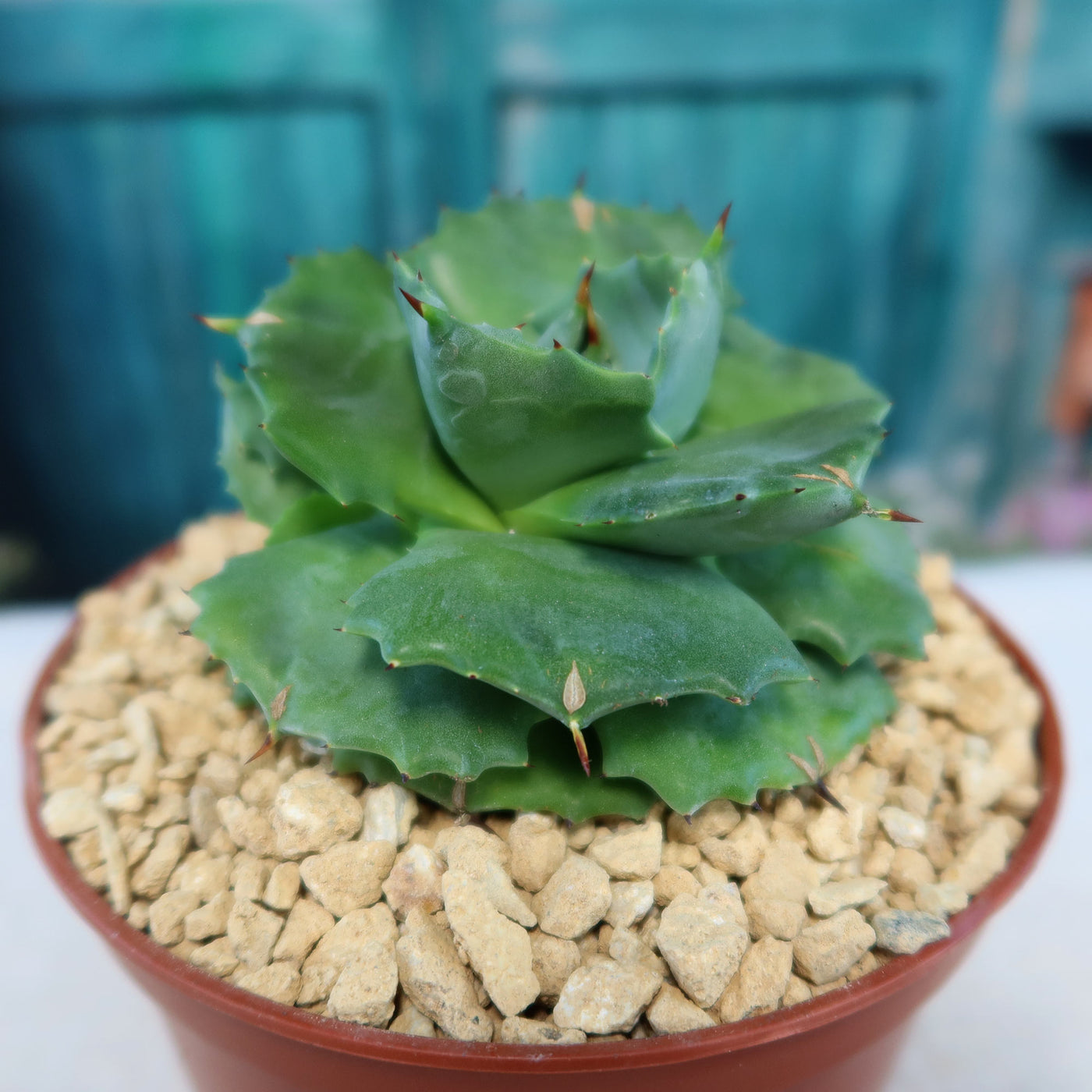 Agave Isthmensis | Small Succulent Perennial | Planet Desert