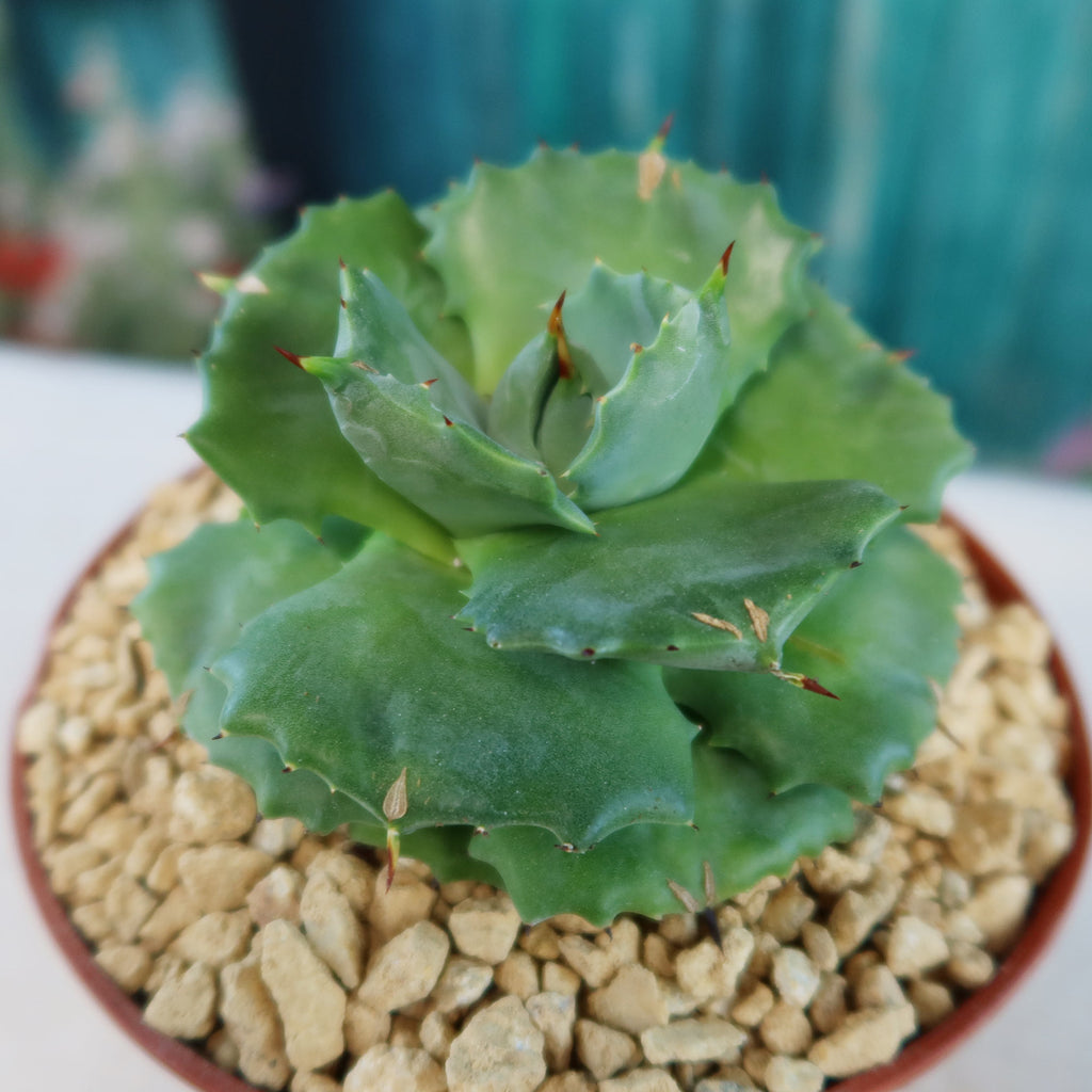 Agave isthmensis - Dwarf Butterfly Agave