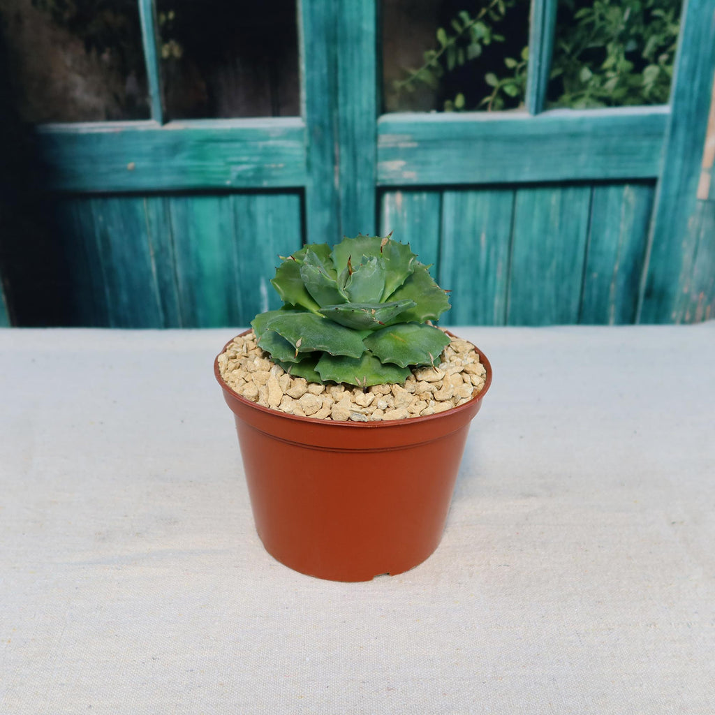 Agave isthmensis - Dwarf Butterfly Agave