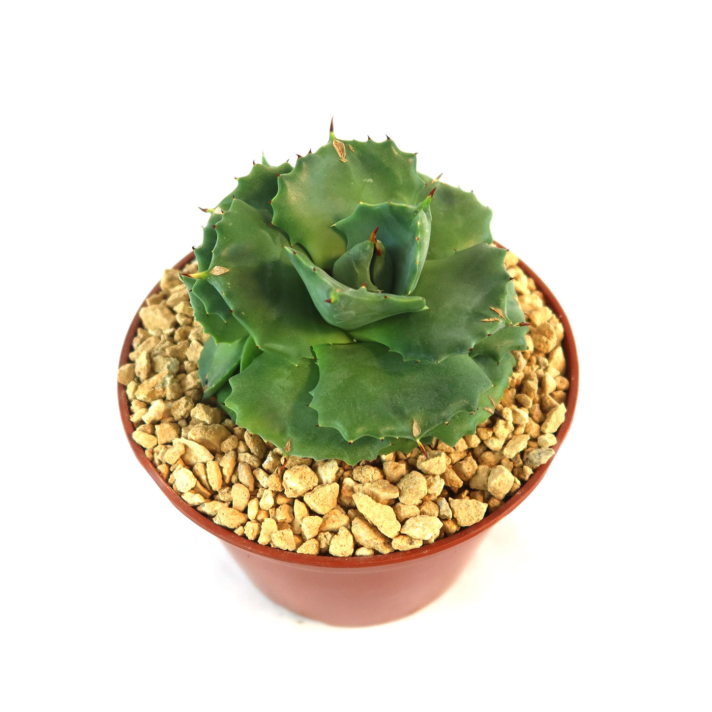 Agave Isthmensis | Small Succulent Perennial