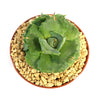 Agave isthmensis - Dwarf Butterfly Agave