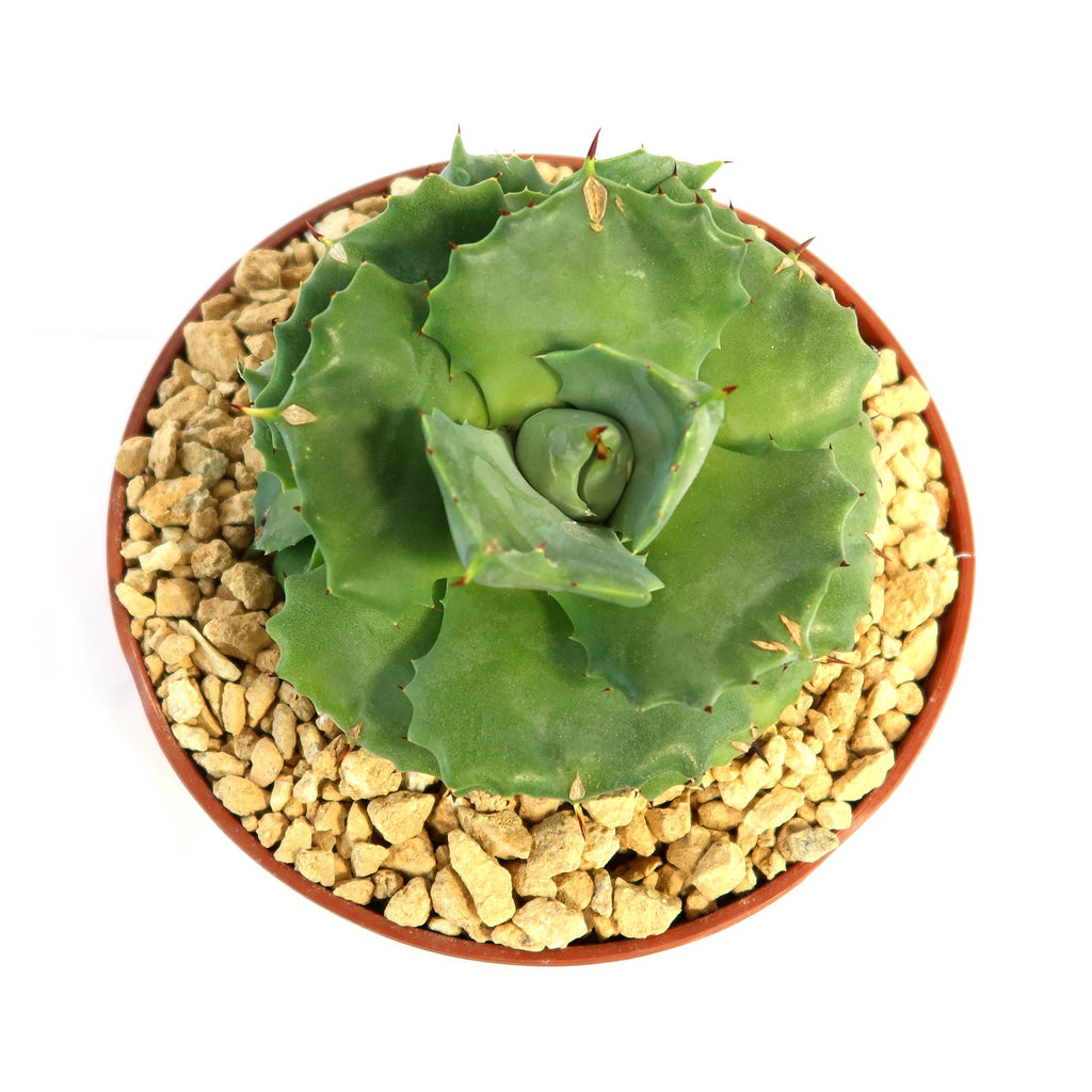Agave isthmensis - Dwarf Butterfly Agave