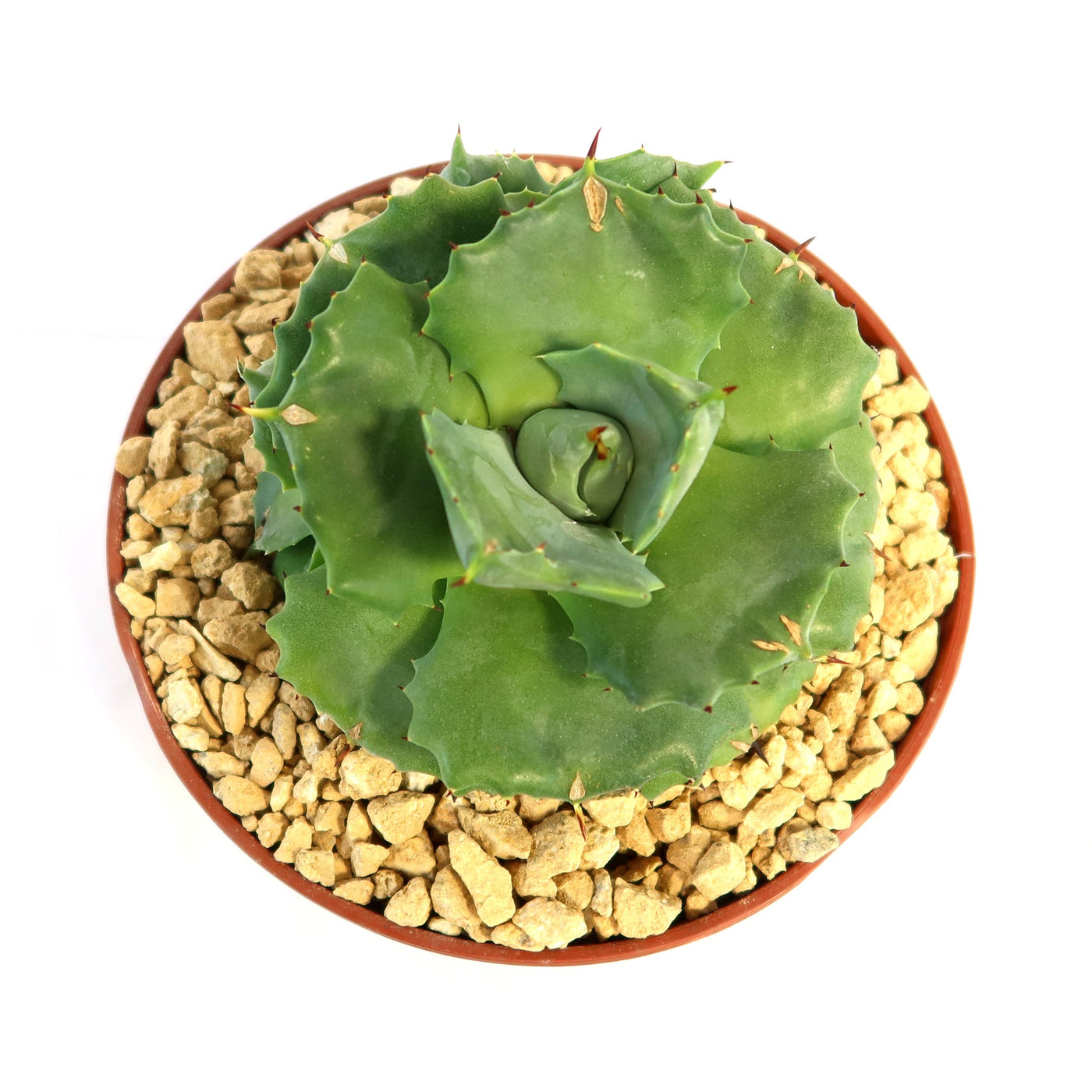 Agave Isthmensis | Small Succulent Perennial