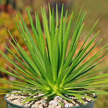 is agave an indoor plant Agave kavandivi