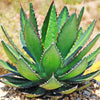 Agave lophantha splendida – Center Stripe Agave