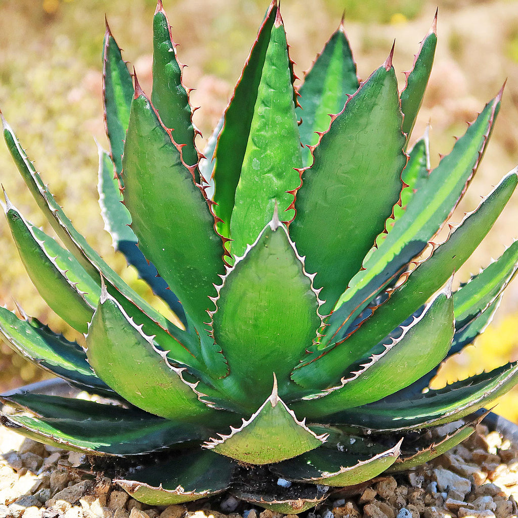 Agave lophantha splendida – Center Stripe Agave