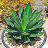 Agave lophantha splendida – Center Stripe Agave