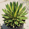 Quadricolor Century Plant ‘Agave Quadricolor’