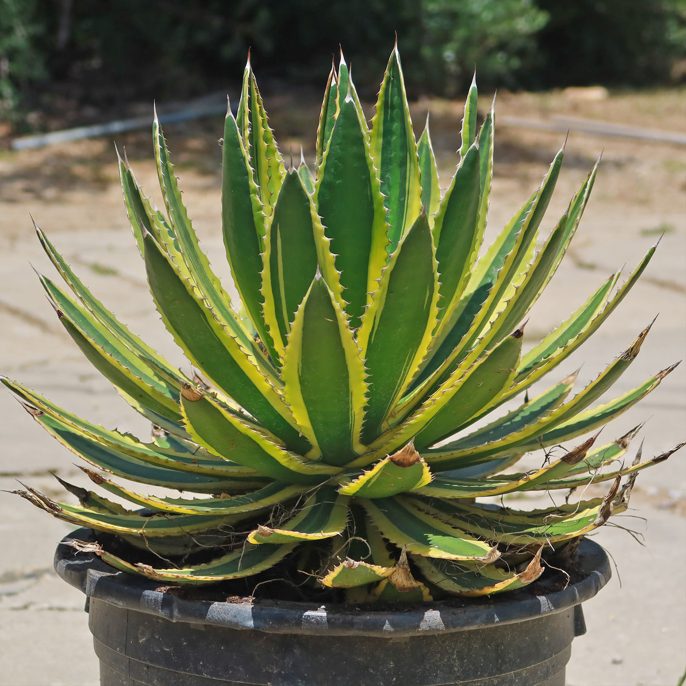 Quadricolor Century Plant - Agave lophantha