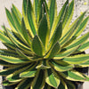 Quadricolor Century Plant ‘Agave Quadricolor’