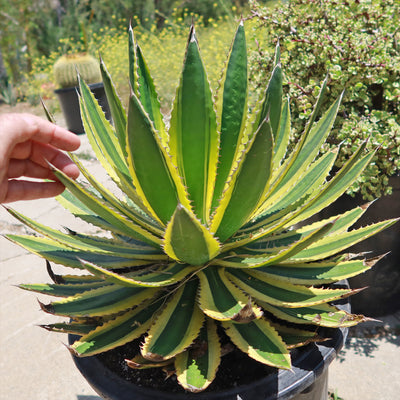 Quadricolor Century Plant - Agave lophantha