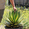 Quadricolor Century Plant ‘Agave Quadricolor’