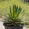 Quadricolor Century Plant ‘Agave Quadricolor’