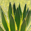 Quadricolor Century Plant ‘Agave Quadricolor’