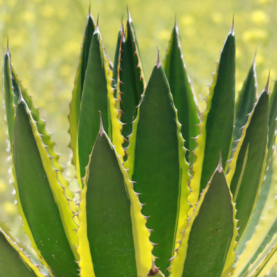 Quadricolor Century Plant - Agave lophantha