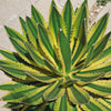 Quadricolor Century Plant ‘Agave Quadricolor’