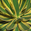 Quadricolor Century Plant ‘Agave Quadricolor’