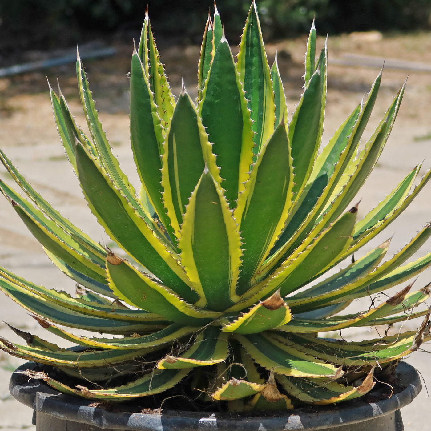 Quadricolor Century Plant - Agave lophantha