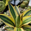 Quadricolor Century Plant ‘Agave Quadricolor’