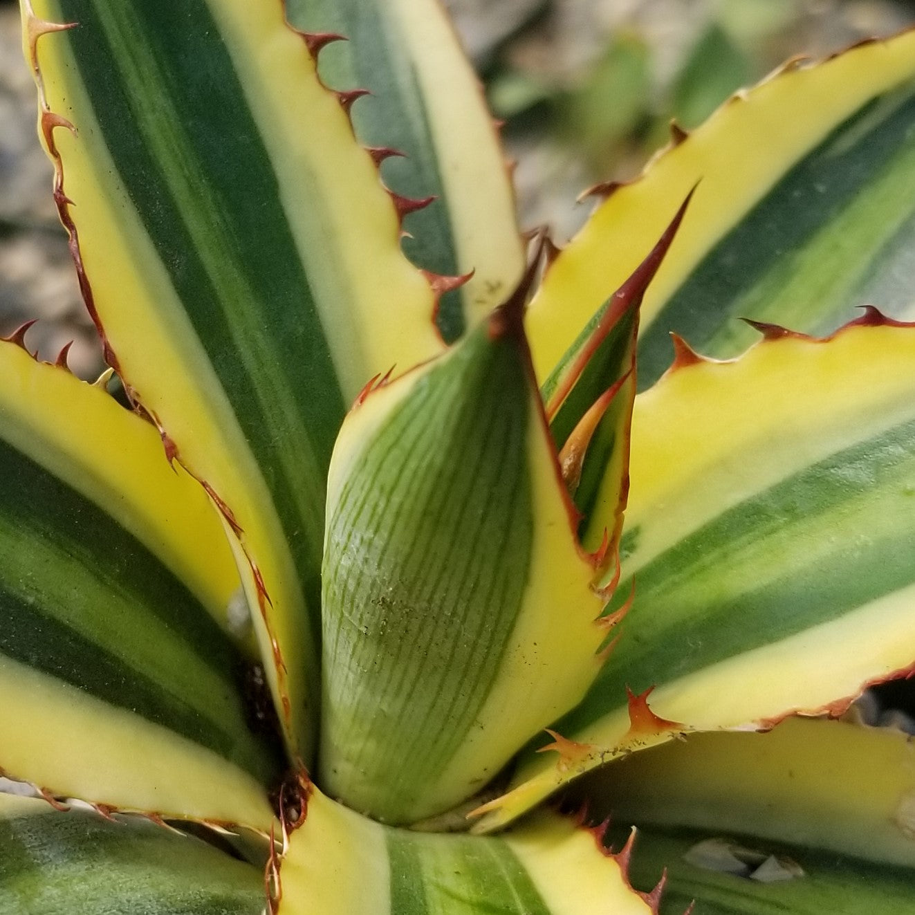 Quadricolor Century Plant - Agave lophantha