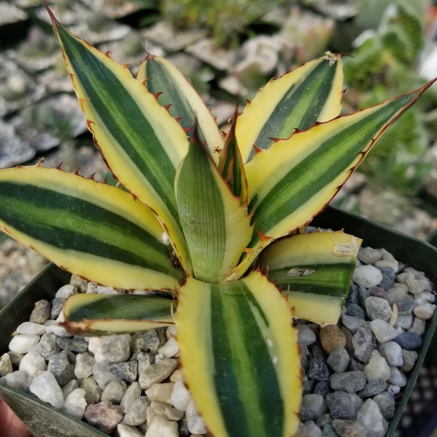 Quadricolor Century Plant - Agave lophantha