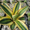 Quadricolor Century Plant ‘Agave Quadricolor’