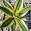 Quadricolor Century Plant ‘Agave Quadricolor’