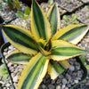 Quadricolor Century Plant ‘Agave Quadricolor’