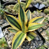 Quadricolor Century Plant ‘Agave Quadricolor’