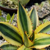 Quadricolor Century Plant ‘Agave Quadricolor’