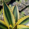 Quadricolor Century Plant ‘Agave Quadricolor’