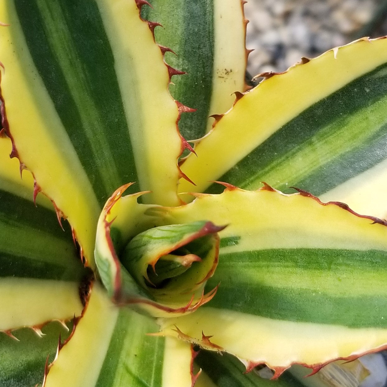 Quadricolor Century Plant - Agave lophantha