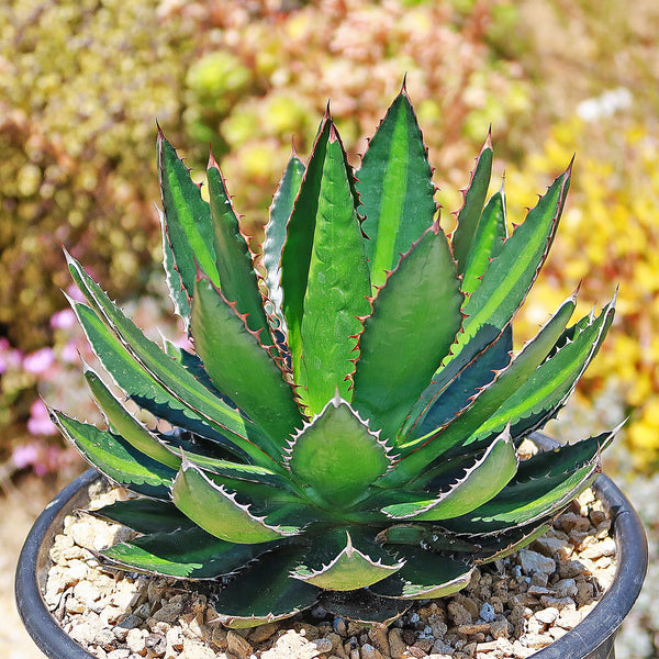 Shop 'Agave lophantha splendida – Center Stripe Agave' Care and Info Planet  Desert