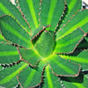 Agave lophantha splendida – Center Stripe Agave