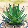 Agave lophantha splendida – Center Stripe Agave