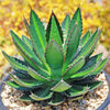 Agave lophantha splendida – Center Stripe Agave