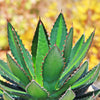 Agave lophantha splendida – Center Stripe Agave