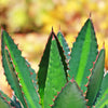 Agave lophantha splendida – Center Stripe Agave