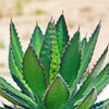 Agave lophantha splendida – Center Stripe Agave