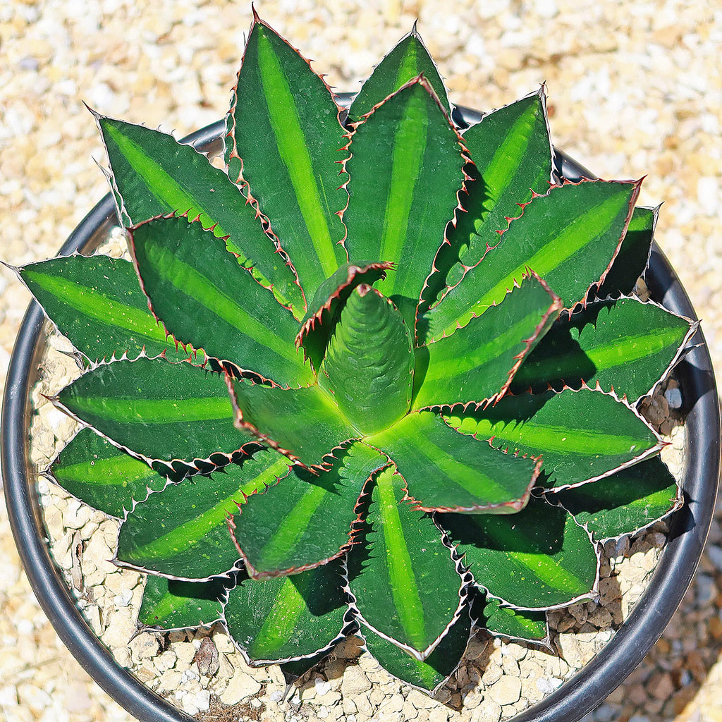 Agave lophantha splendida – Center Stripe Agave