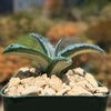 Agave mediopicta alba – White Striped Century Plant