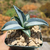 Agave mediopicta alba – White Striped Century Plant