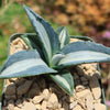 Agave mediopicta alba – White Striped Century Plant