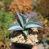 Agave mediopicta alba – White Striped Century Plant