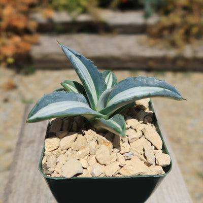 Agave mediopicta alba – White Striped Century Plant