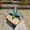 Agave mediopicta alba – White Striped Century Plant